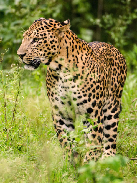 Shoolpaneshwar Wildlife Sanctuary